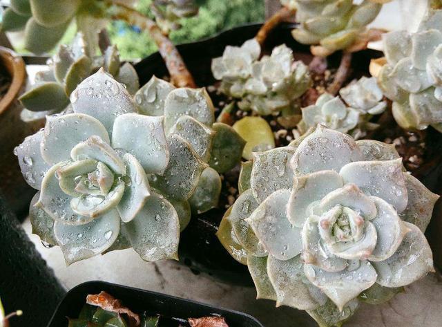 好养皮实的3种多肉，一年大部分时间在生长、不休眠、颜色美