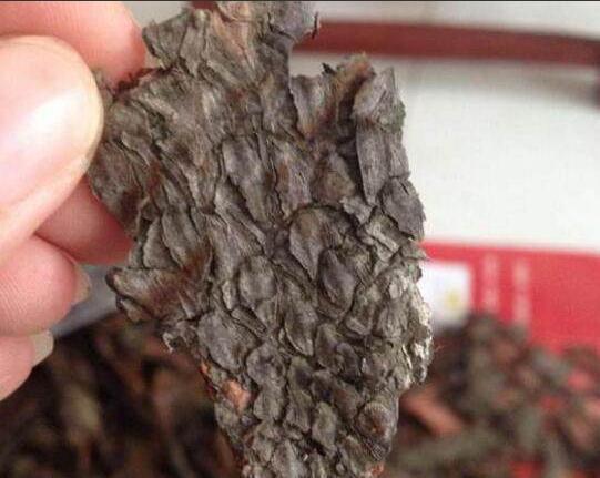 君子兰|君子兰迟迟“不开花”,埋上几块“它”,根壮叶多,开满花,喜庆