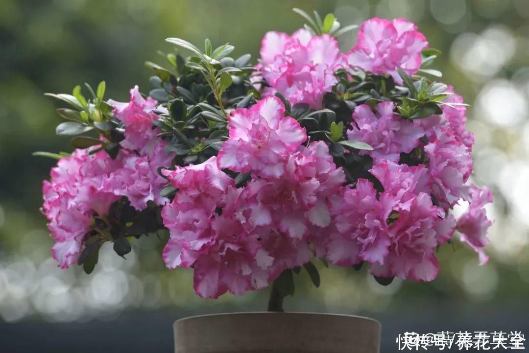 花苞|天热了，20种花最怕浇水，浇得越多，死得越快