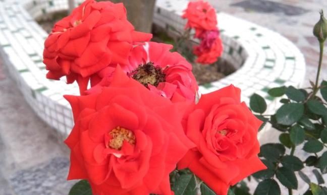  美爆|美爆阳台的3种花，花叶共赏，香气四溢，一年多次开花