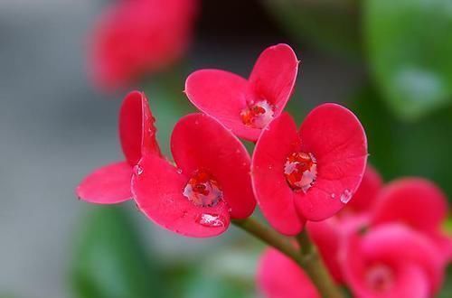 马蹄莲|4种有毒花,碰了麻烦大,再喜欢也别养,扔都不来及