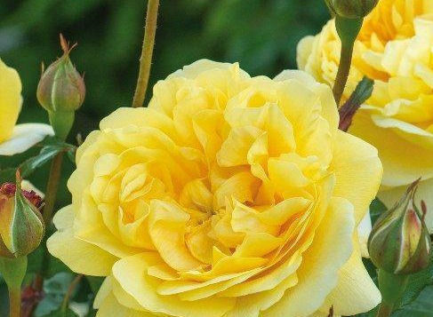 多头勤花|此花卉漂亮,仙气十足,花香怡人,花期长花量大,好养,盆栽佳品