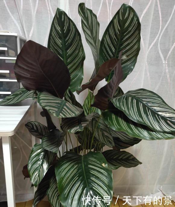 观叶绿植“竹芋”,明星绿植,很受欢迎,当年年轻人必养植物