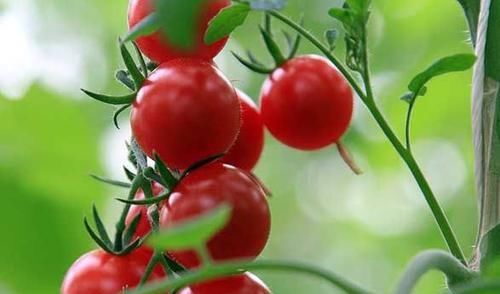 最适合女人吃的果子,抗氧化、美容养颜、延缓衰老、还保护皮肤