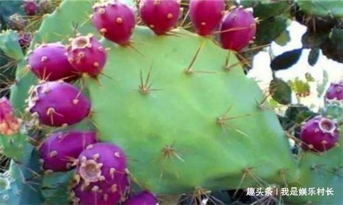 仙人掌果|对身体最好的3种食物,排毒消脂,延缓衰老,促进睡眠