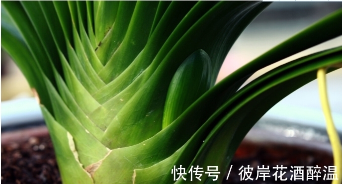 如何让君子兰主动开花?给你4个建议,到时间就开,不用发愁