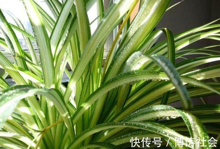 三氯乙烯|客厅最适合养上4种花，叶子油绿、吸甲醛，植株漂亮上档次