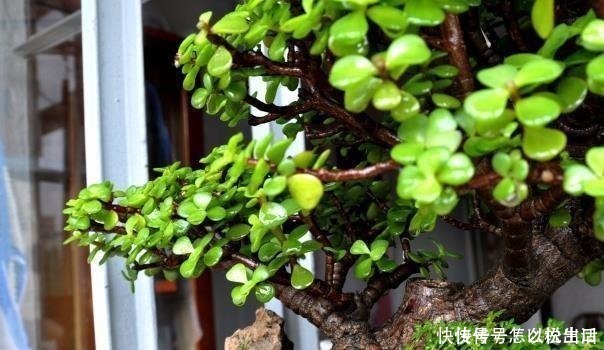 金弹子|“值钱”的2种花,放家里养,越来越“富有”,第2种能卖上万!