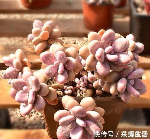 浇水|夏天给多肉植物浇水,1个方法,安全度夏,根系长得壮