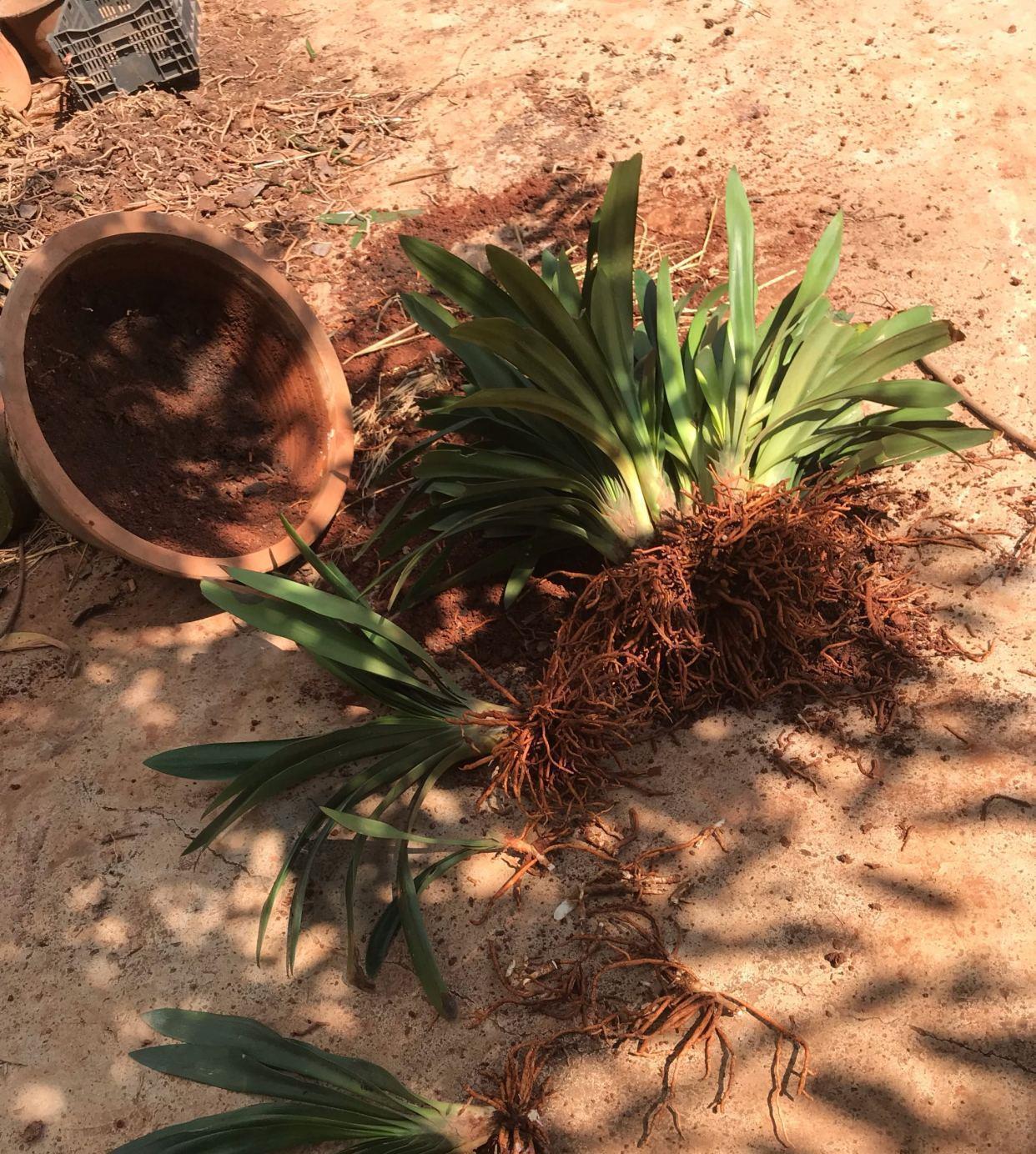 花盆|花盆中一旦发现“它”，别犹豫抓紧翻盆换土，否则花儿活不长久