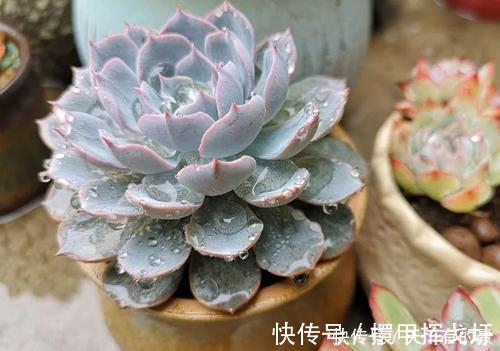 光照|多肉出现“三情况”，千万别暴晒，不然黑腐又化水，新手谨记