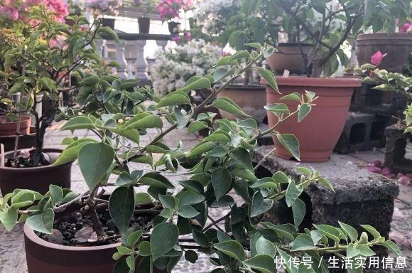 特欠剪的花,越剪越好看,花开不断!特欠剪的花,越剪越好看,花开不断!