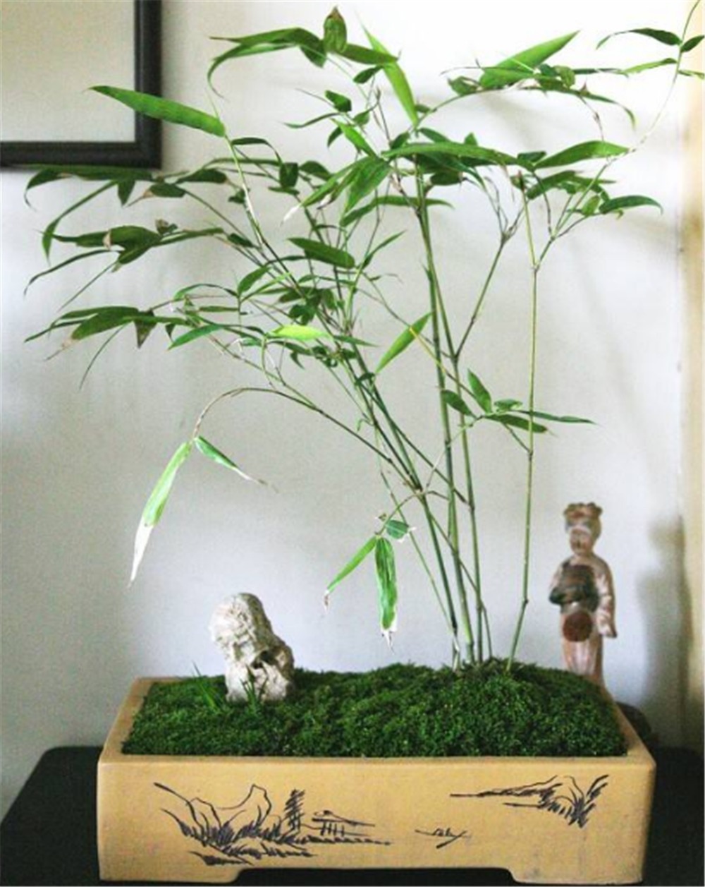 清明时节挖“野竹”,带回家“6步”做盆景,能“医俗”,可聚灵