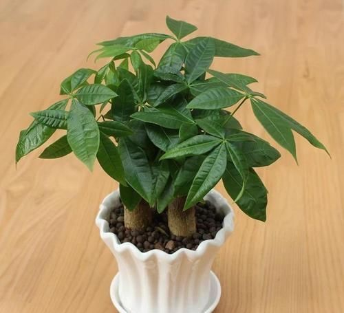 此几种花旱着养，水浇多了死得快，懒人能养好