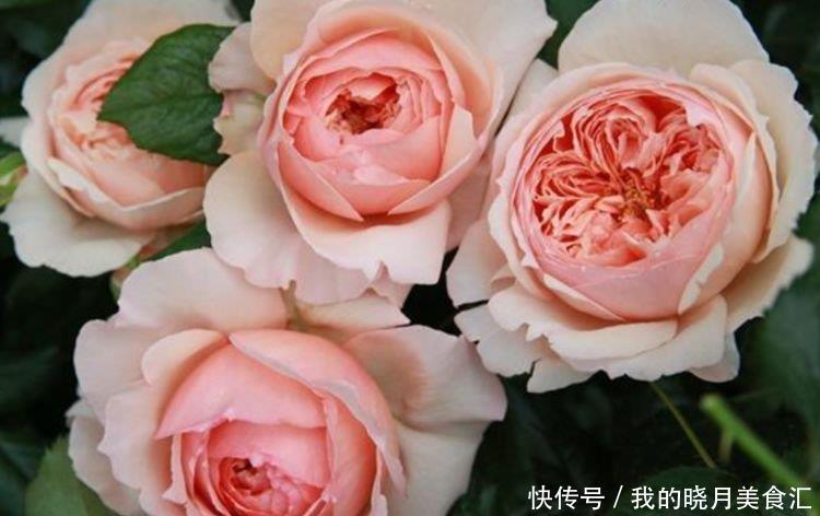 几款艳丽的花卉 漂亮又好闻 花开爆盆美如花 枝头窜满花苞 美 粉紫色