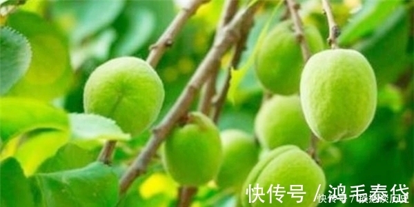 长寿秘诀|她今年135岁，生于清光绪年间，最爱吃一种水果，一般人吃不下去