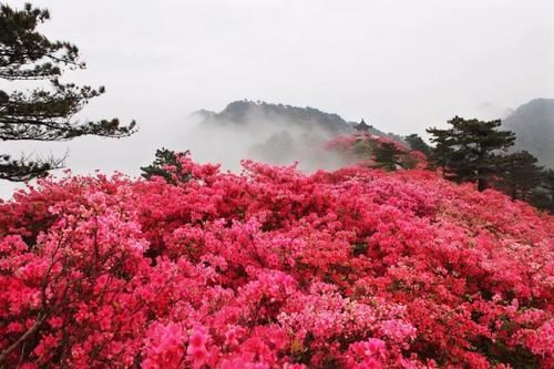 老年|几十年前不理睬，如今老桩价值高，若在山中遇到它，一定要珍惜