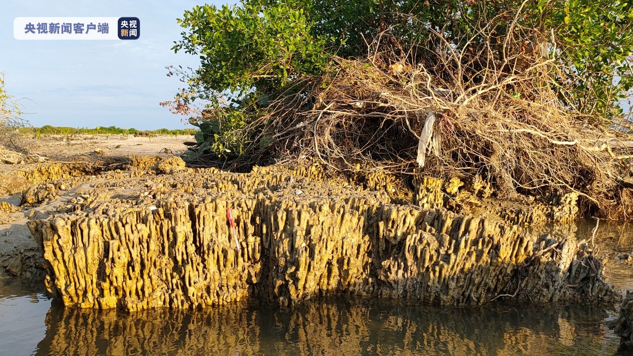 珊瑚礁|距今约2000年！海南一湿地公园发现大规模珊瑚礁遗迹