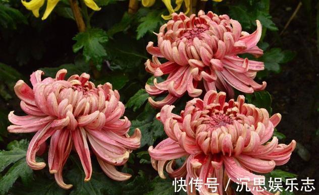 扦插|扦插“菊花”很简单,一点水泡一泡,10天大生根,飒飒秋风开满院