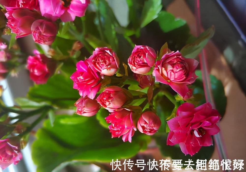 五种“吉祥花”,建议养一盆,不仅寓意好,还利于健康