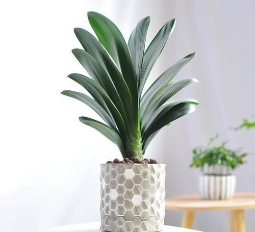 君子兰夏天有“四怕”,避开后,苗壮叶绿、状态好