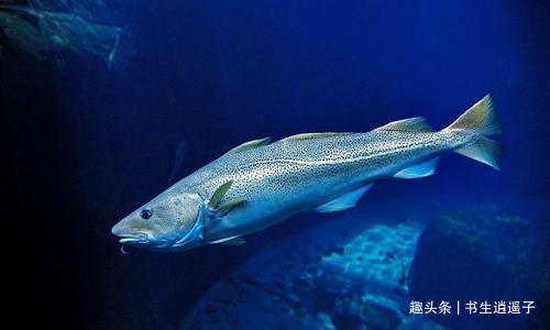 食用价值|30个冷知识或许只有一小部分人知晓,但却真实存在于世界