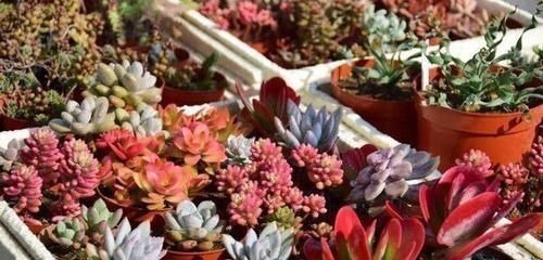 多肉生了蚧壳虫密密麻麻头皮疼,用这2个小方法,一次杀除干净