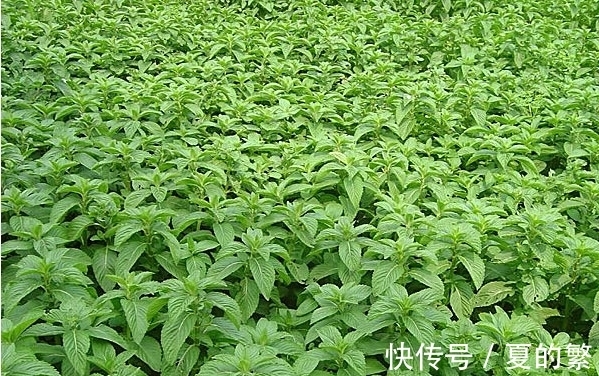 此花是充满希望的植物,即使生活不如意,也要笑着去面对