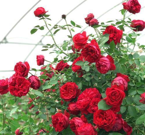 层叠群花|4种月季,耐晒又勤花,40℃照样开出层叠群花,花持久惹人爱