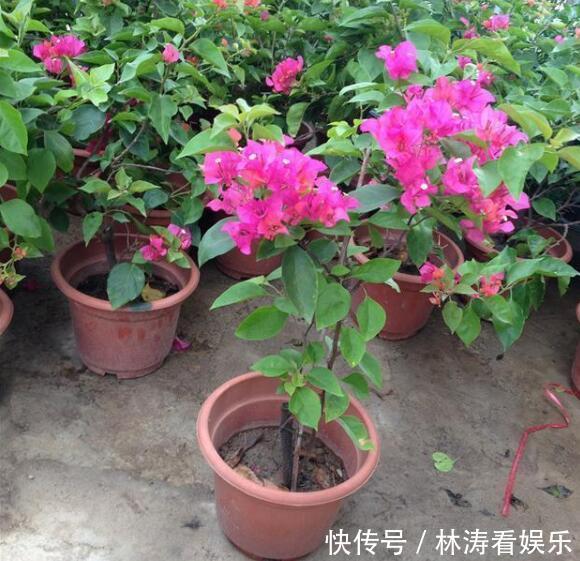 花盆|三角梅不开花教你“3法”,给它“摘心剪发”,年年开花爆满盆