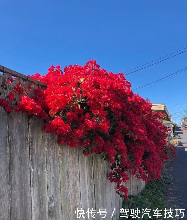 这8种懒人花,花期长,好看又好养!这8种懒人花,花期长,好看又好养!