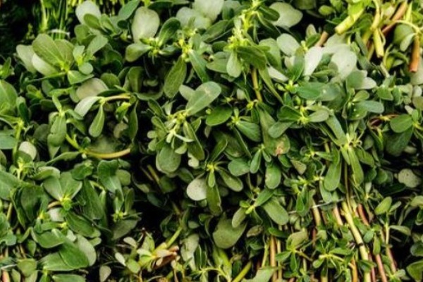 马齿苋|老人眼中的“长寿菜”,保护心脏抗衰老,常吃好处不请自来!