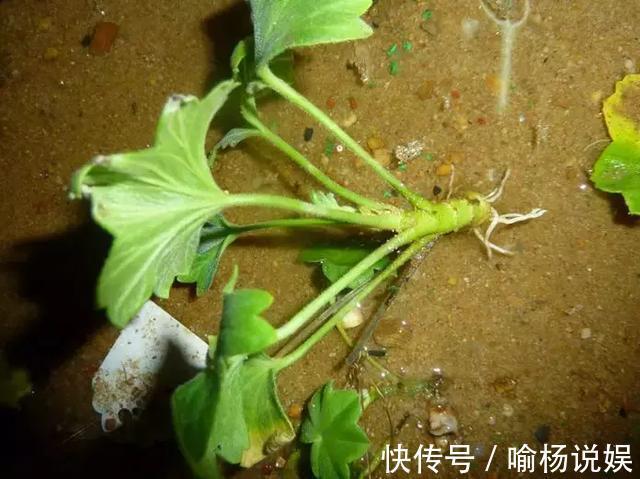 扦插加个小药片,成活率翻番,新手也能做得好!