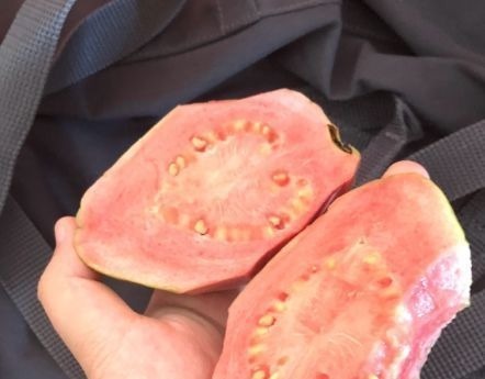 芭乐芭乐|公认最“燃脂”的四种水果,饭后吃两口,体重“乖乖”往下掉