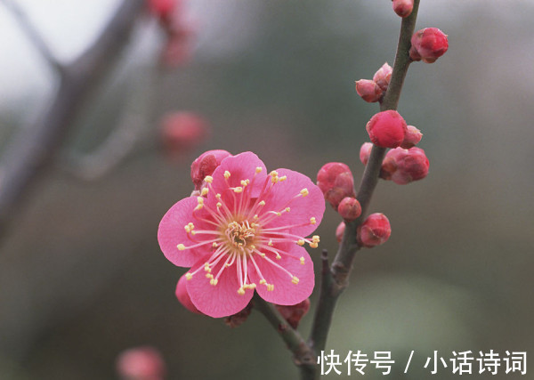 词人@姜夔在苏州赏梅时,一连写下两首咏梅词,为何都能好评如潮?