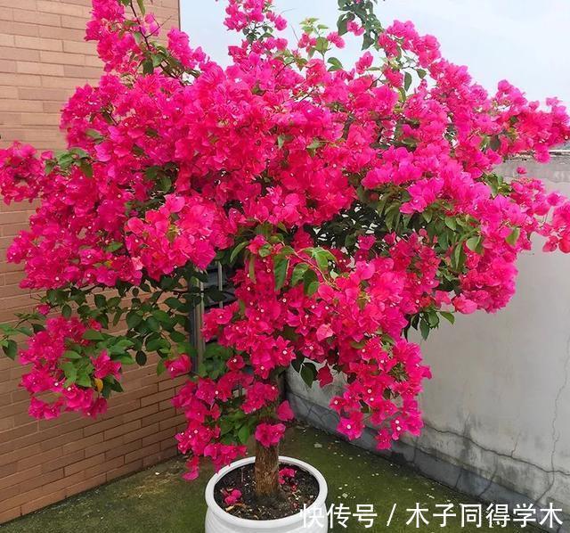 冬季买花就选这九种,冬天也能有花赏,春节变得喜庆、红艳艳