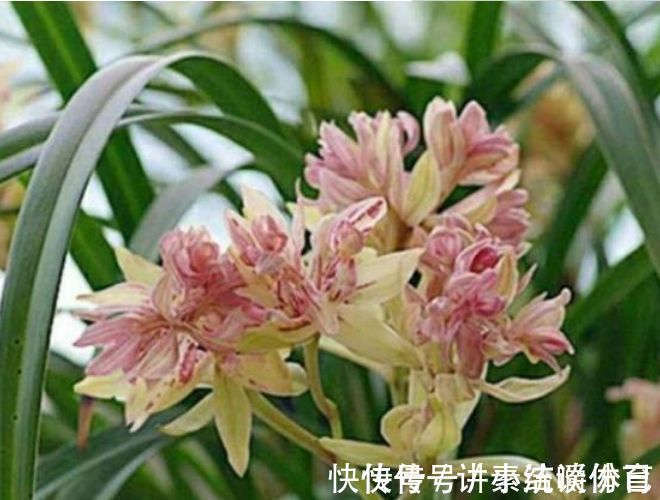 泥土|5种花好养又漂亮,不用管照样长得旺,年年开花不断,美翻天!