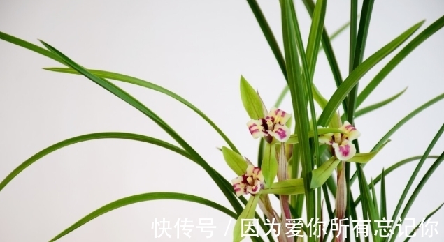 兰花凋谢后,早做3件事,新芽还比老苗多