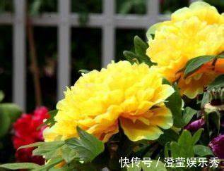 养花试试这款,颜色鲜艳,含苞待放,能净化环境