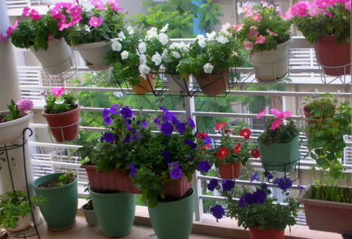 不用羡慕乡村景色了，楼房养花一样能养眼、修身养性