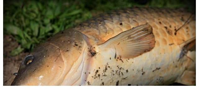 钓友|夏季钓鲤鱼，为啥总是小鲤鱼比较多？大鲤鱼为啥不吃钩？