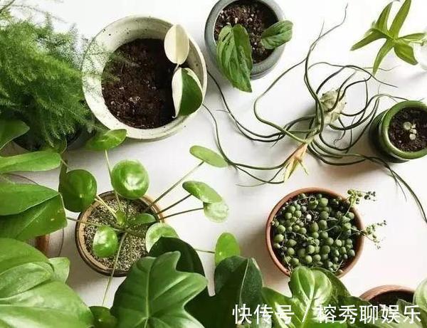 花盆|给花草换盆怕入坑掌握6处正确做法,再不用烦恼伤亡问题
