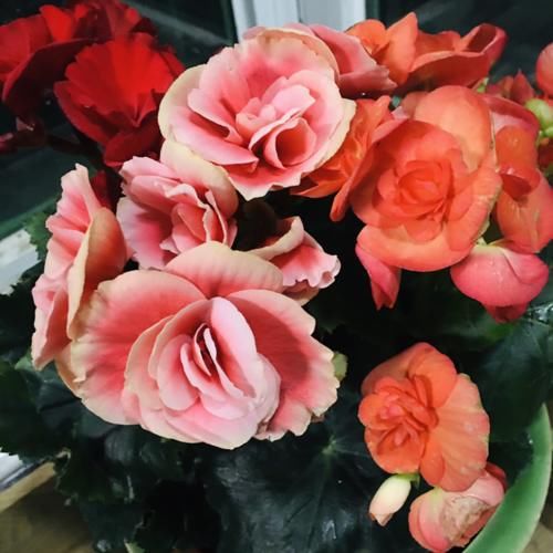 有院子别犹豫,现在开始规划养花,4、5月就能花开满园