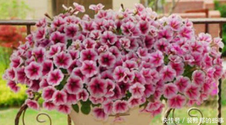 几种花最适合养家里，花期长花量大，四季繁花似锦