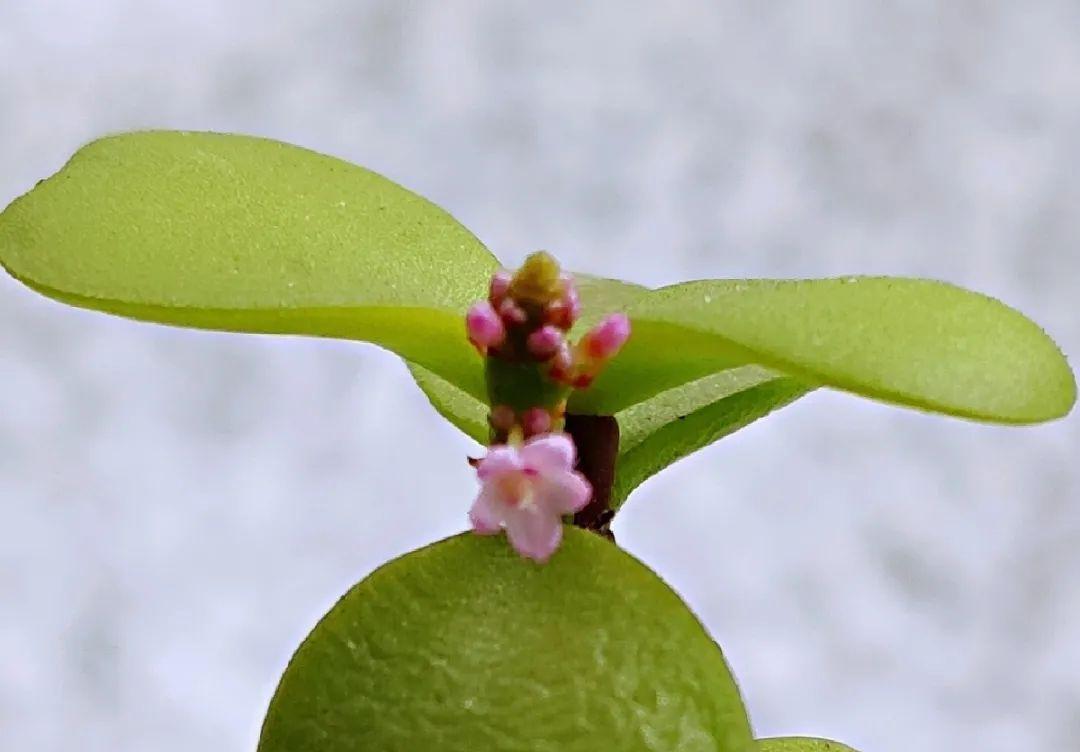 金枝玉叶开花了,真花长这样,很多人没见过