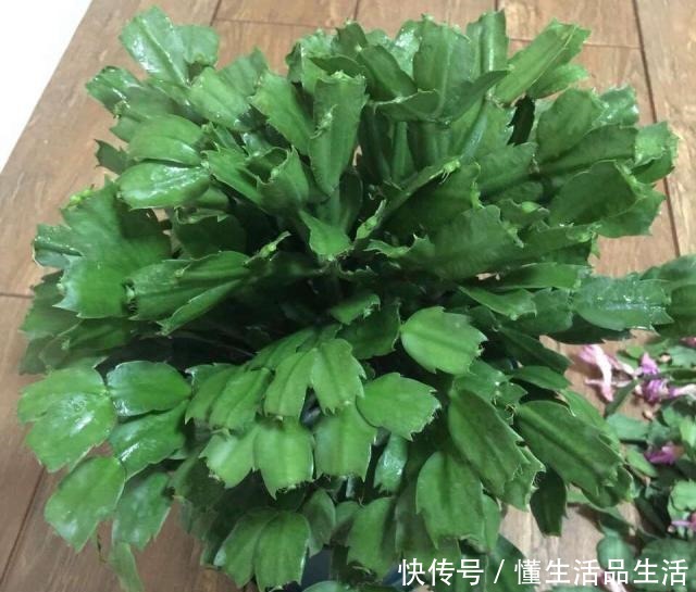 蟹爪兰“软趴趴”像霜打了一样,因为犯了1个大错,赶紧改来得及!