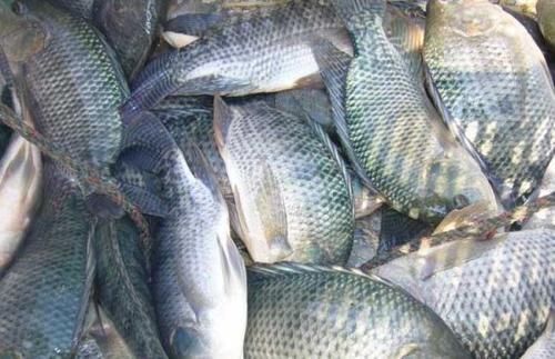 美国|美国人当成宝贝,喜爱至极,国内一斤5块钱都没人买