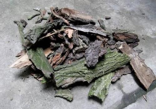 天长|别买“生根粉”，去公园捡“它”，晾干后垫盆底，9天长根系