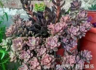 多肉|3种适合新手的多肉植物,学会控水,易群生养成漂亮小老桩