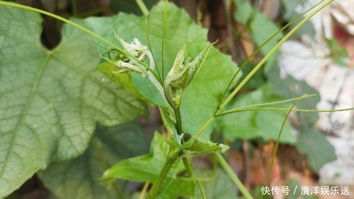 药食同源|丝瓜叶不要扔掉，城里卖15一斤！懂得人不多，记得告诉家人！